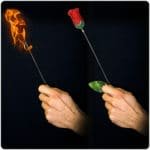 Fackel zu Rose - PLUS