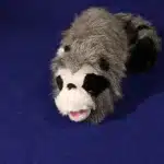 Roxie le raton laveur