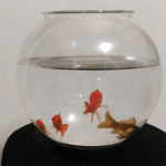 APPEARING FISH IN BOWL von Sorcier Magic