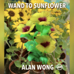 WAND TO SUNFLOWER LARGE von Alan Wong